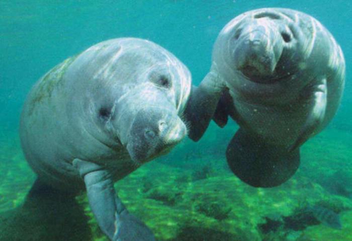 Can dugongs and manatees mate