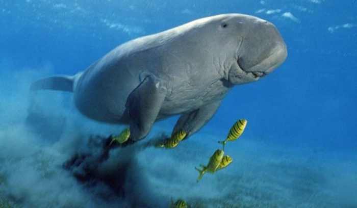 Manatees dugongs animals them