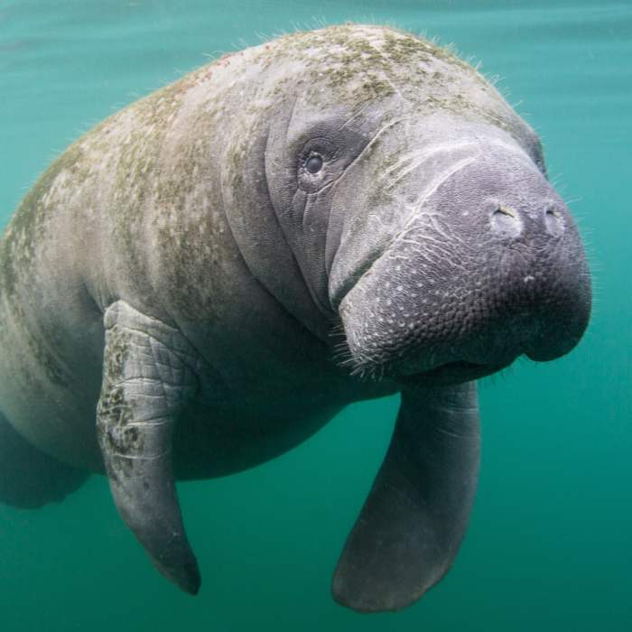 Can dugongs and manatees mate