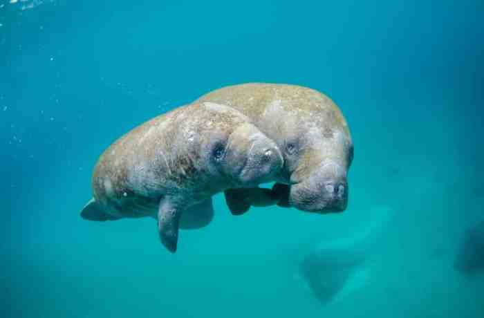 Manatee facts manatees florida dugongs fun beach tide red toxic human mote exposed help apollo trip take difference between fish