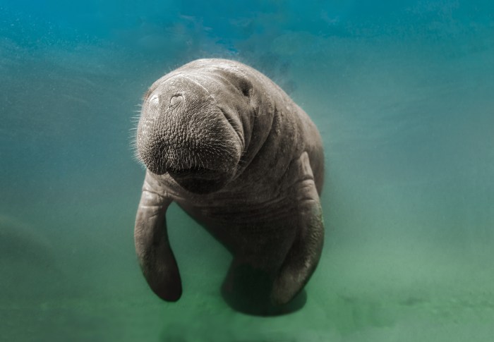 Dugong manatee cow