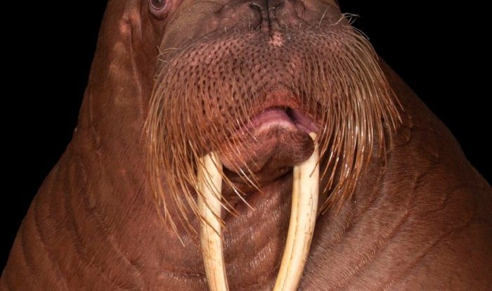 What is a group of walruses called