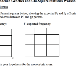 Mendelian genetics probability pedigrees and chi-square statistics